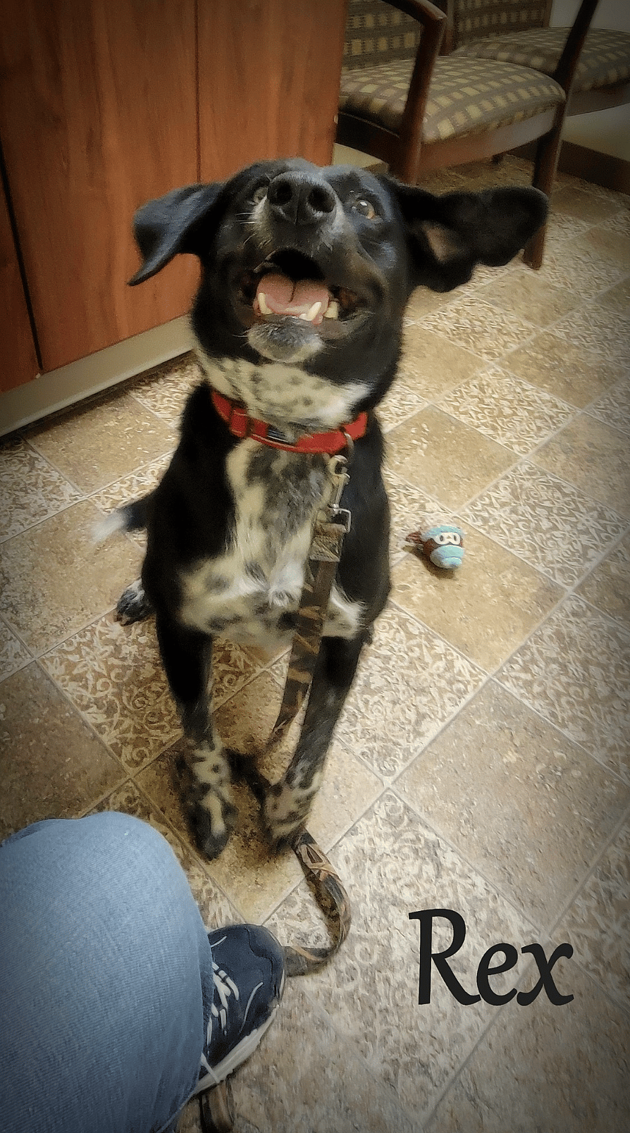 Rex up for Adoption